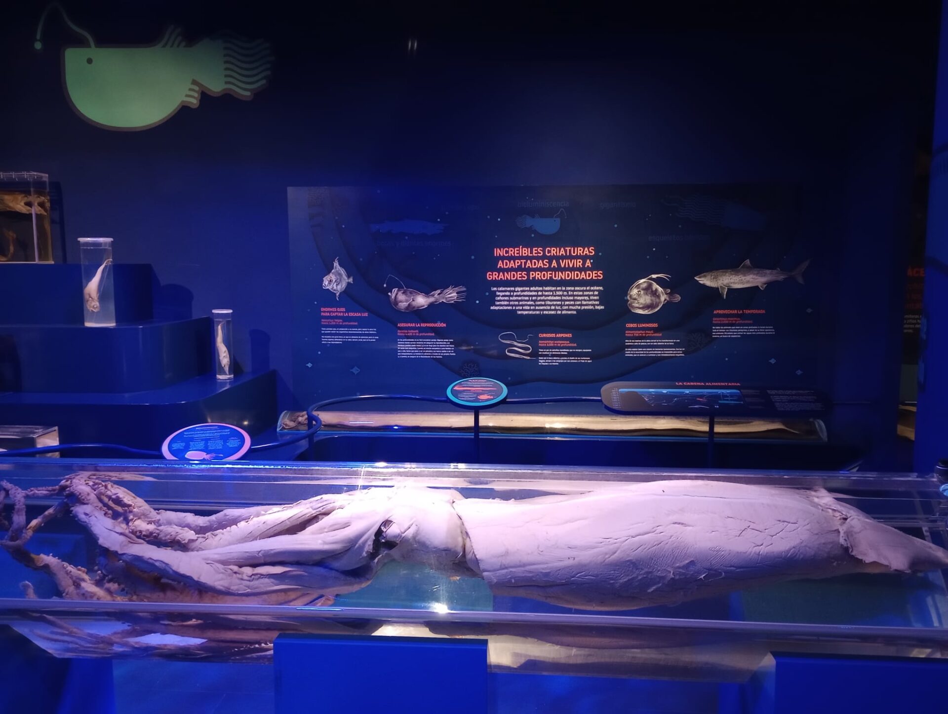 1. FOTO MUSEO CALAMAR GIGANTE